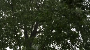 Şiddetli bir yaz yağmurunun altında dolu yağan kavak ağacı. Yavaş çekim