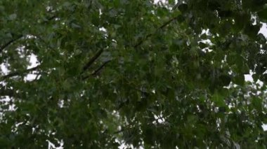 Şiddetli bir yaz yağmurunun altında dolu yağan kavak ağacı. Yavaş çekim