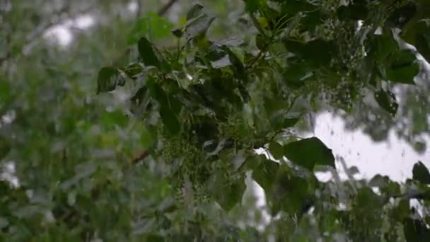 Poplar Strom Pod Těžkým Letním Lijákem Krupobitím Zpomalený Pohyb — Stock video