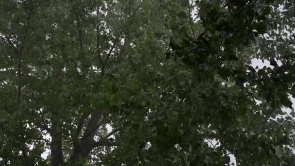 Poplar Tree Heavy Summer Downpour Hail Slow Motion — Stock Video