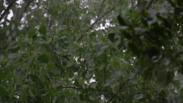 Árvore Álamo Abaixo Aguaceiro Verão Pesado Com Granizo Movimento Lento — Vídeo de Stock