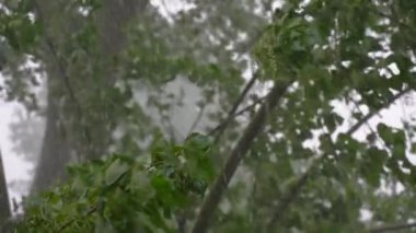Şiddetli bir yaz yağmurunun altında dolu yağan kavak ağacı. Yavaş çekim