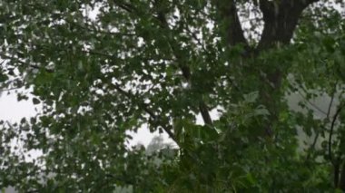 Şiddetli bir yaz yağmurunun altında dolu yağan kavak ağacı. Yavaş çekim