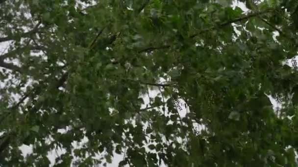 Poplar Drzewo Pod Ciężkim Letnim Ulewą Grad Zwolniony Ruch — Wideo stockowe