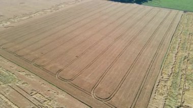 Olgun buğday tarlasının üzerinden uçmak. Ukrayna. hava videosu