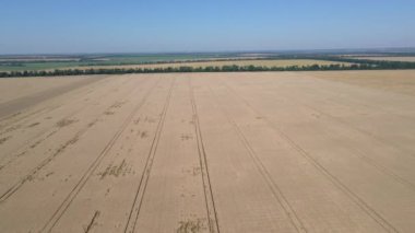 Olgun buğday tarlasının üzerinden uçmak. Ukrayna. hava videosu