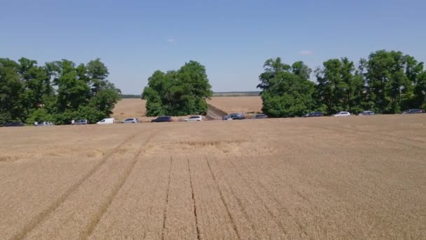Group Farmers Field Ripe Wheat Ukraine Aerial Video — Stock Video