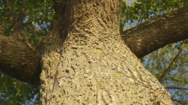 Yazın parkta büyük yeşil bir ağaç