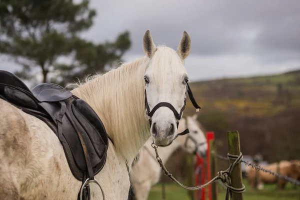 牧場エクイン ファーム コートサイド グリーンの牧草地純粋なスペイン馬 — ストック写真