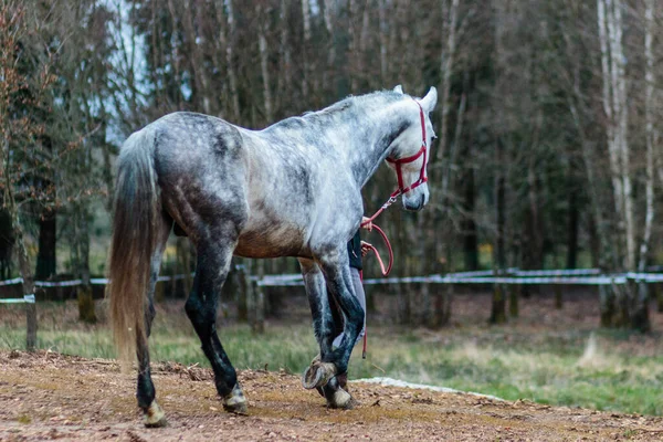 Αγρόκτημα Αγρόκτημα Ίππων Coutryside Πράσινο Βοσκοτόπι Καθαρό Ισπανικό Άλογο — Φωτογραφία Αρχείου