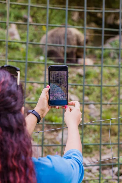 ラテン系の女性が動物園の柵を通って写真を撮る アウトドア野生動物は アストゥリアス州の観光保護を共同 野生動物 ウルス アルクト — ストック写真