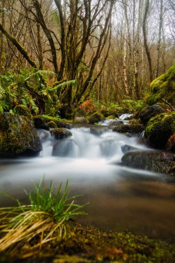 Doğa ve huzur dolu arka plan, su ve akarsu ile bir ormana dönüşüyor. Eume nehrinin çevresi, Galiçya 'da bir doğa rezervi seyahat noktası.