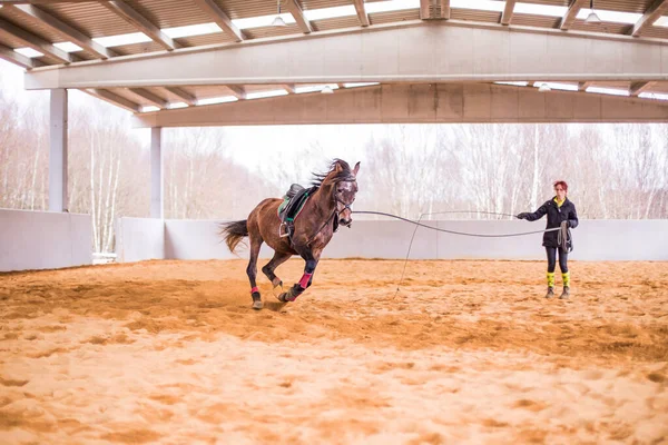 Cavalaria Retrato Escola Equitação Hispânico Anos Profissional Gerente Empregado Domesticado — Fotografia de Stock