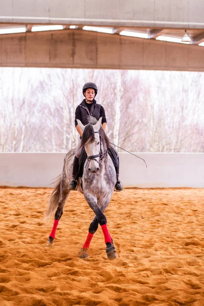 Professional Horseback Ride Equitation Discipline Pure Spanish Andalusian Horse Small — Stock Photo, Image