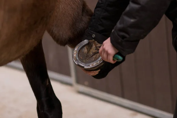 马术赤道骑术学校的赛马场设备 用于给动物打鞋 兽医对蹄哺乳动物的照料 — 图库照片