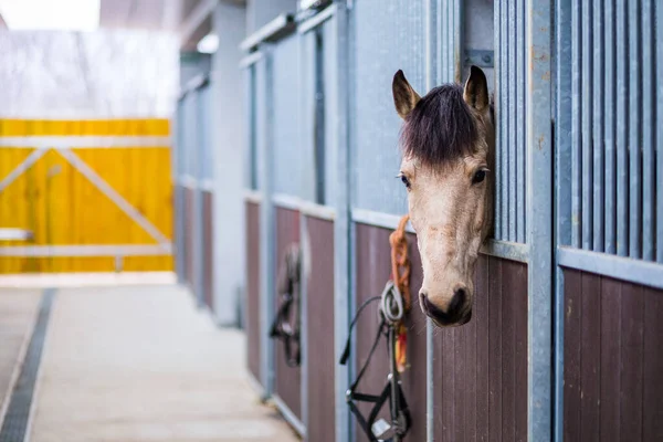 Ride ranch training, school. Interior of horse stables or stalls. Horse looking thought window background with copy space