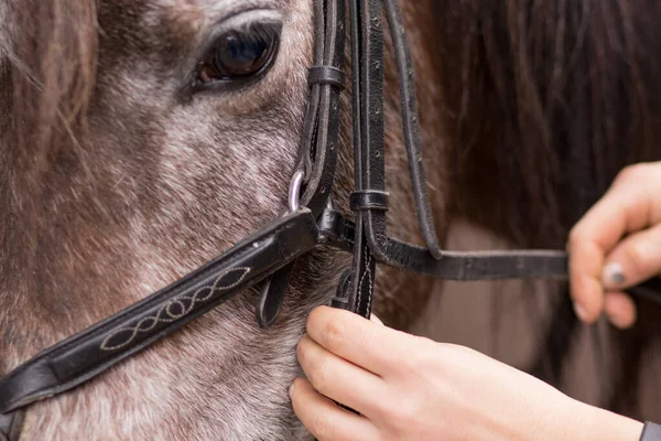 Professionele Paardensporter Hangend Paardensport Hoofdstel Voor Een Dressuurpaard Jockey Voor — Stockfoto