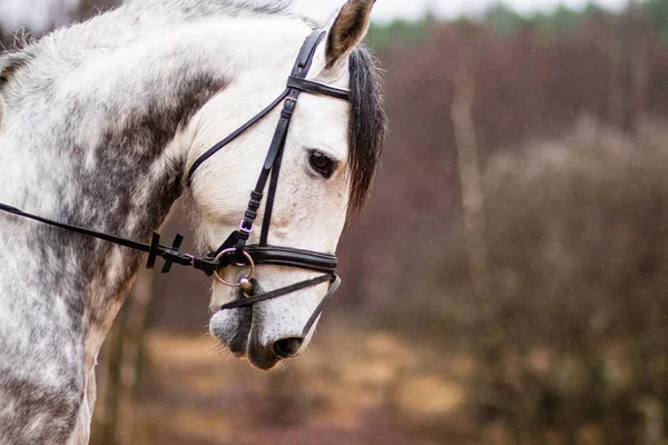 Andalusische Reinspanisches Pferd Weißes Reitertier Isoliert Inländische Nahaufnahme Für Hintergrund — Stockfoto