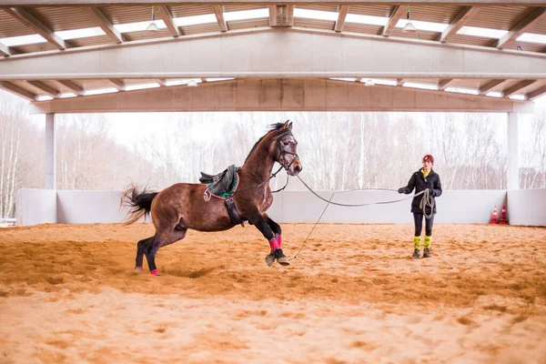 Cavalaria Retrato Escola Equitação Hispânico Anos Profissional Gerente Empregado Domesticado — Fotografia de Stock