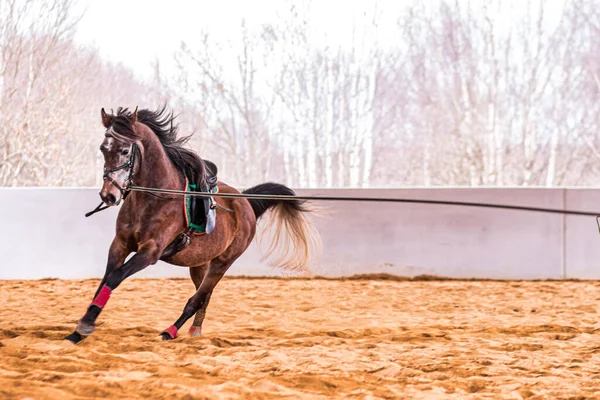 Doma Animal Profesional Escuela Equitación Ecuestre Domesticado Caballo Domesticado Entrenamiento — Foto de Stock