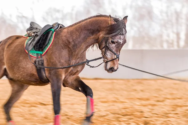 马术学校的专业动物装束 马术家养马驯服训练 — 图库照片