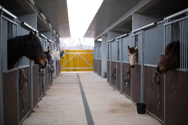 Treino Rancho Escola Interior Estábulos Cavalos Barracas Cavalo Olhando Fundo — Fotografia de Stock