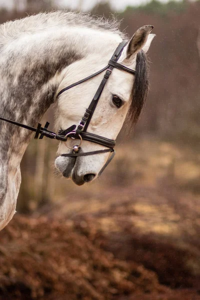 Ανδαλουσιανό Καθαρό Ισπανικό Άλογο Λευκό Ιππικό Ζώο Απομονωμένο Εσωτερικό Κοντινό — Φωτογραφία Αρχείου