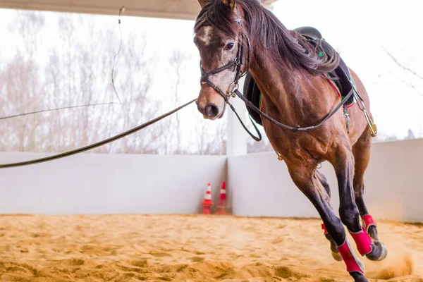 乗馬学校での専門的な動物のドレッシング 乗馬の乗馬飼いならされた馬の訓練 — ストック写真