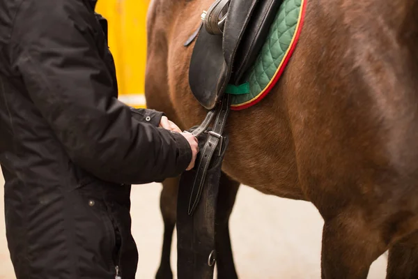 Equitation training in riding school paddock ranch stable. Rider professional athlete prepare stirrup horseback equipment.