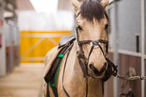 Allenamento Ranch Scuola Interno Scuderie Stalle Cavallo Guardando Sfondo Della — Foto Stock