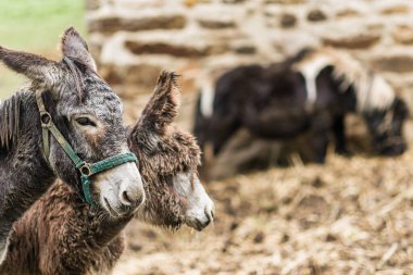 Two donkeys wearing halters stand in the foreground, enjoying hay on a farm in quiros, asturias, spain, with another donkey blurred in the background clipart