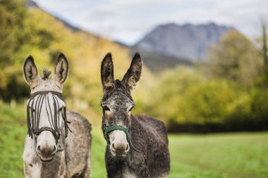 Two donkeys stand in a field wearing bridles, enjoying the scenic mountain view in asturias, spain clipart