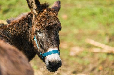Koyu kahverengi bir eşek, yeşil bir çayırda otlayan mavi bir yular takıyor quiros, asturias, İspanya