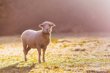Güneşli bir tarlada dikilen yakalı beyaz koyunlar quiros, asturias, spain, nefes nefese