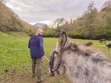Eşek gezdiren çiftçi quiros, asturias, İspanya 'da yeşil bir çayırda çevre eğitimini ve hayvan bakımını destekliyor.