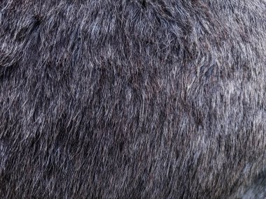 Koyu gri hayvan kürkünün detaylı dokusu, bireysel tüyleri ve doğal düzenleri, quiros, asturya ve İspanya 'da yakalanmış.
