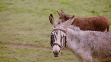 Eşek yeşil bir çayırda huzur içinde otlar, aşırı yemekten korunmak için ağızlık takar, İspanya 'da, İspanya' da.