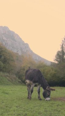Koyu renkli eşek yeşil bir çayırda huzur içinde otluyor. Arka planda dağlar ve ağaçlar var. Galiçya 'da, İspanya' da.