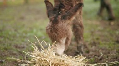 Shetland tayının boynunda tasmayla galaksi hayvan barınağında saman otlatıyor. Bu da kurtarılan çiftlik hayvanlarının özgürlüğünü ve bakımını temsil ediyor.