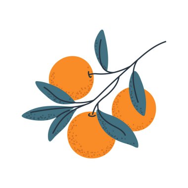 Portakallı şube, gıda ambalajı, narenciye logosu ya da taze tasarım elementleri için ideal..