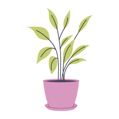 Pembe tencerede yeşil yapraklı bitki. Çeşitli botanik ve doğa tasarımları için harika..