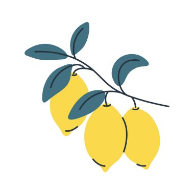 Yapraklı üç limon resmi. Yaz için mükemmel, botanik ve gıda tasarımları için..