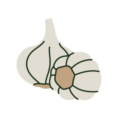 Taze beyaz sarımsağın stilize edilmiş çizimi.