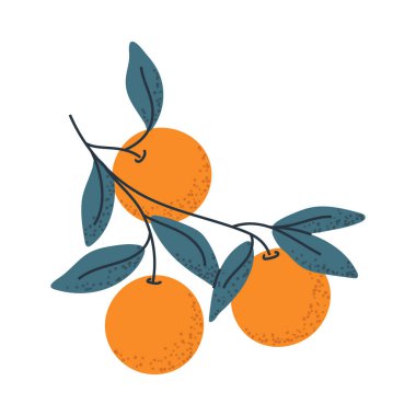 Portakallı şube, gıda ambalajı, narenciye logosu ya da taze tasarım elementleri için ideal..