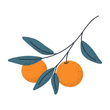 Portakallı şube, gıda ambalajı, narenciye logosu ya da taze tasarım elementleri için ideal..