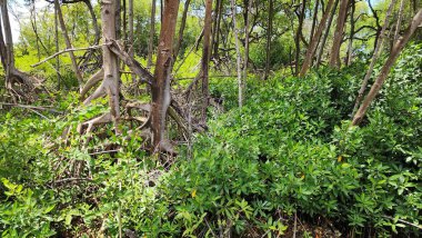 Yeşillik yemyeşil ve bir doğa parkındaki mangrov ağaçlarının yüksekliği. Kök ve dallardan oluşan ağ, sayısız kuş, balık ve deniz canlısına yaşam alanı sağlayan, karmaşık ve benzersiz bir ekosistem yaratır.. 