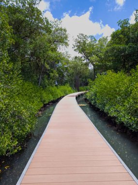 Curacao Willemstad adasındaki su yolu manzarası çok güzel. Karayiplerdeki Mangrove Parkı.