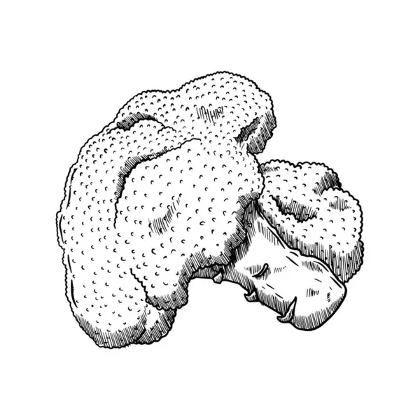 Brokoli sebzesinin el çizimi vektör çizimi