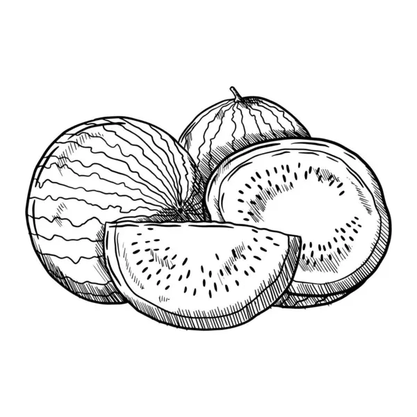 Elle çizilmiş karpuz çizimi, bir yaz meyvesi.