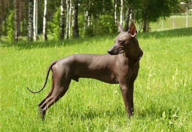 Meksikalı tüysüz, koloitzcuintle. Güzel, yetişkin bir köpek. Nadir bir köpek cinsi, Xolo. Standart boy. Güneşli bir gün
